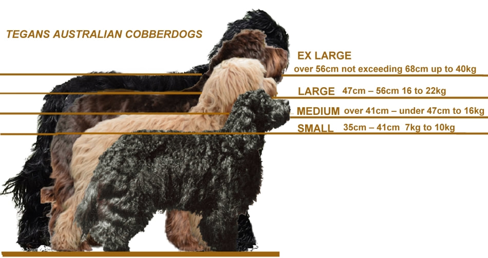 australian cobberdog breeders